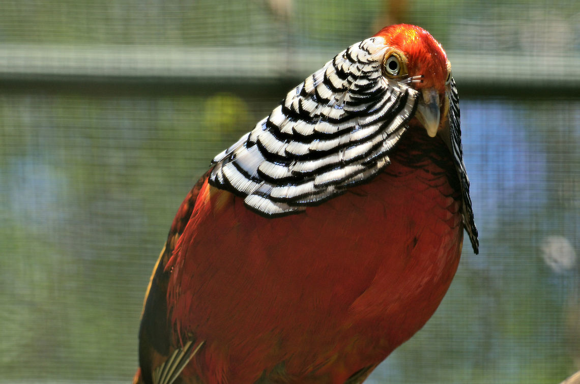 Pheasant Hybrid At casela Chrysolophus pictus,Geotagged,Golden Pheasant,Mauritius,Spring