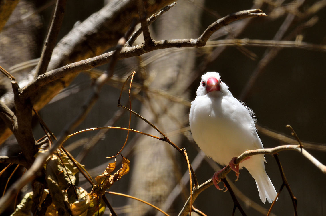 White Jawa Sparrow At casela Geotagged,Java sparrow,Lonchura oryzivora,Mauritius,Spring