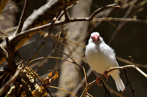 White Jawa Sparrow At casela Geotagged,Java sparrow,Lonchura oryzivora,Mauritius,Spring