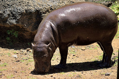 Pigmy Hippo At casela Choeropsis liberiensis,Choeropsis liberiensis/Hexaprotodon liberiensis (Disputed),Geotagged,Mauritius,Pygmy Hippopotamus,Pygmy hippopotamus,Spring