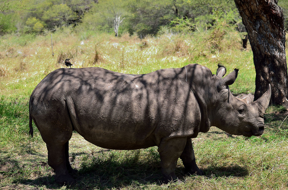 White Rhino At casela Ceratotherium simum,Geotagged,Mauritius,Spring,White rhinoceros