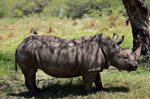 White Rhino At casela Ceratotherium simum,Geotagged,Mauritius,Spring,White rhinoceros