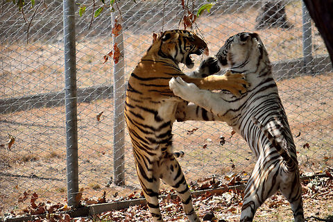 Face off between tiger and white tiger At casela Geotagged,Mauritius,Spring,Tiger