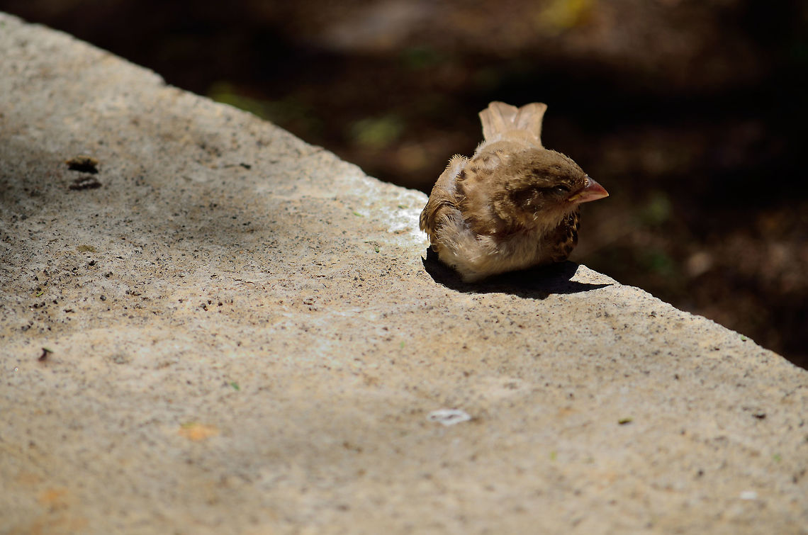 House Sparrow taking sun bath  Geotagged,House sparrow,Mauritius,Passer domesticus,Spring