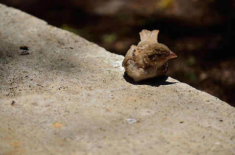 House Sparrow taking sun bath  Geotagged,House sparrow,Mauritius,Passer domesticus,Spring