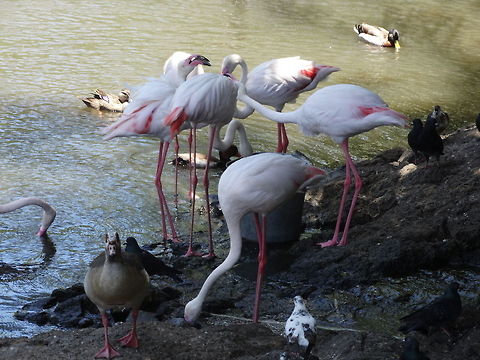 Flamingo At casela Geotagged,Lesser Flamingo,Mauritius,Phoenicopterus minor,Spring