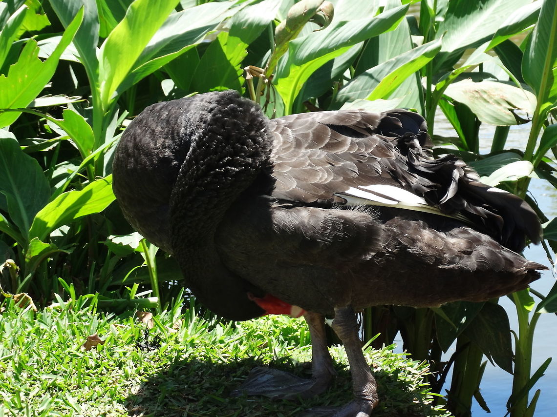 The Black Swan At casela Black Swan,Cygnus atratus,Geotagged,Mauritius,Spring