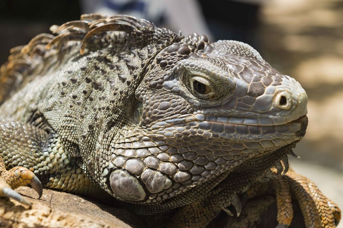 Iguana at la vanille Geotagged,Green iguana,Iguana iguana,Mauritius
