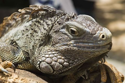 Iguana at la vanille Geotagged,Green iguana,Iguana iguana,Mauritius