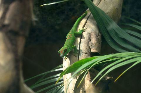 Mauritian day gecko  Geotagged,Mauritius,Phelsuma grandis,Phelsuma madagascariensis grandis,Spring,day gecko