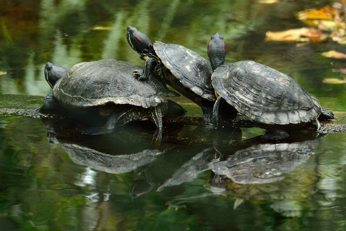 The Red-eared slider  Geotagged,Mauritius,Red-eared slider,Spring,Trachemys scripta elegans