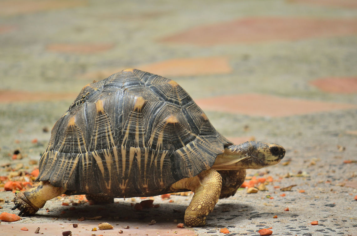 Radiata Tortoise  Astrochelys radiata,Geotagged,Mauritius,Radiated tortoise,Spring