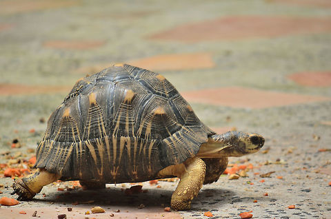Radiata Tortoise  Astrochelys radiata,Geotagged,Mauritius,Radiated tortoise,Spring