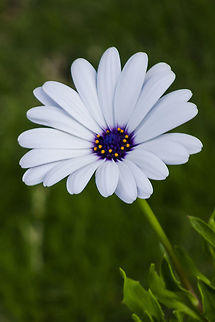 Daisy  Dimorphotheca ecklonis,Geotagged,Mauritius