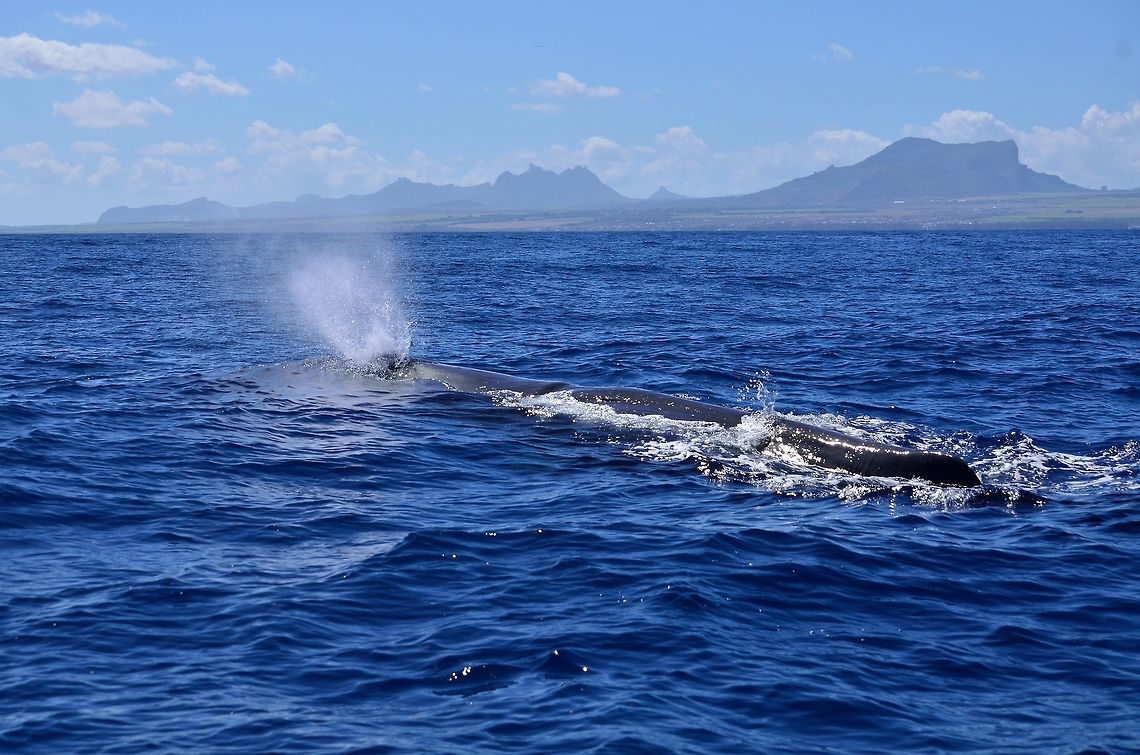 Sperm Whale  Geotagged,Mauritius,Physeter macrocephalus,Sperm Whale,Winter