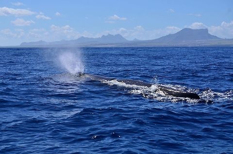 Sperm Whale  Geotagged,Mauritius,Physeter macrocephalus,Sperm Whale,Winter