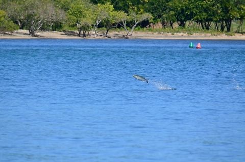 Flying Fish Fish trying to save itself from the attack of Bottlenose Dolphin. Geotagged,Mauritius,Winter