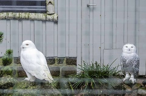 The Snowy Owl  Bubo scandiacus,Geotagged,Germany,Snowy Owl