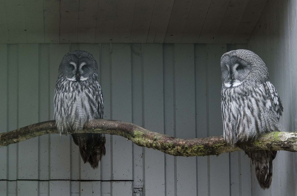 The Grey Owl At Leuneburg Heide Zoo. Geotagged,Germany,Great Grey Owl,Strix nebulosa