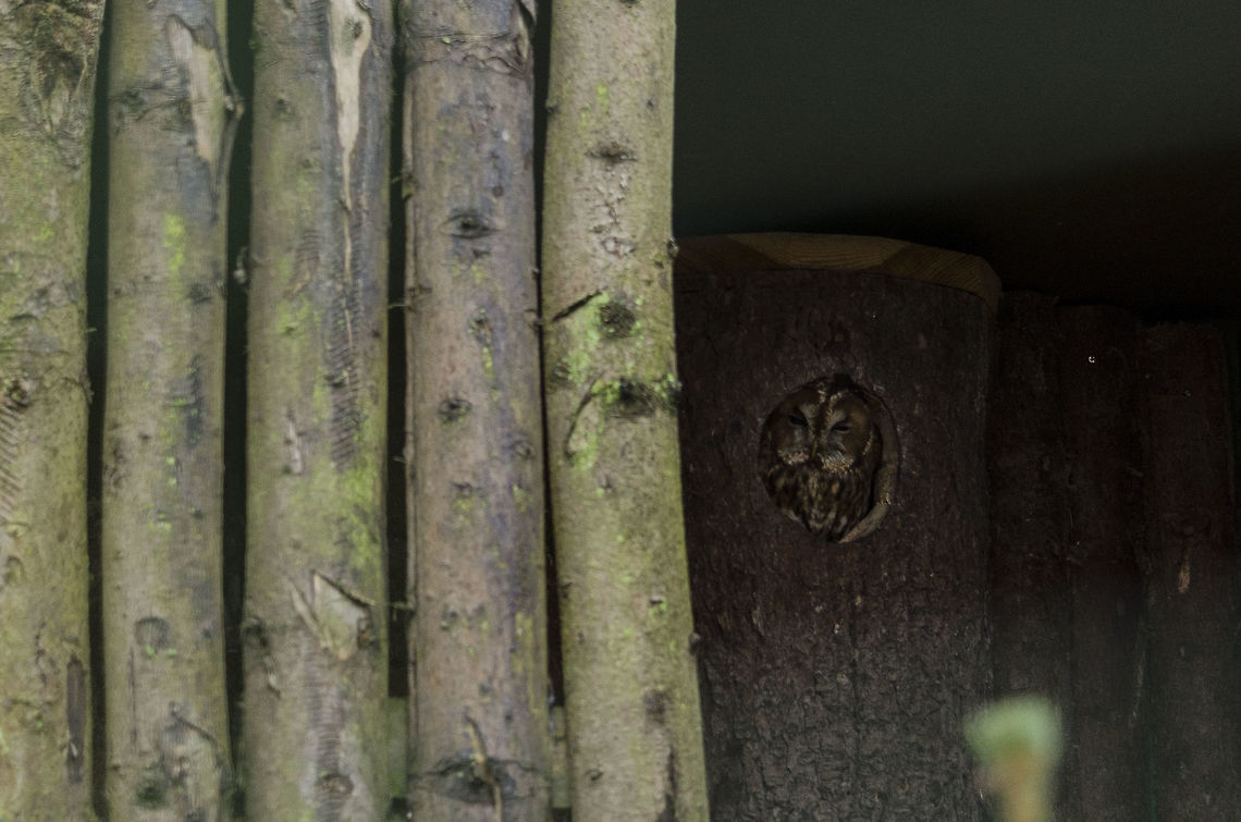 Owl  Asio otus,Geotagged,Germany,Long-eared Owl