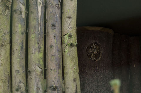 Owl  Asio otus,Geotagged,Germany,Long-eared Owl