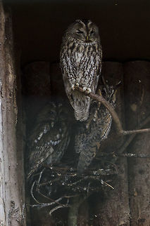 Owl  Asio otus,Geotagged,Germany,Long-eared Owl