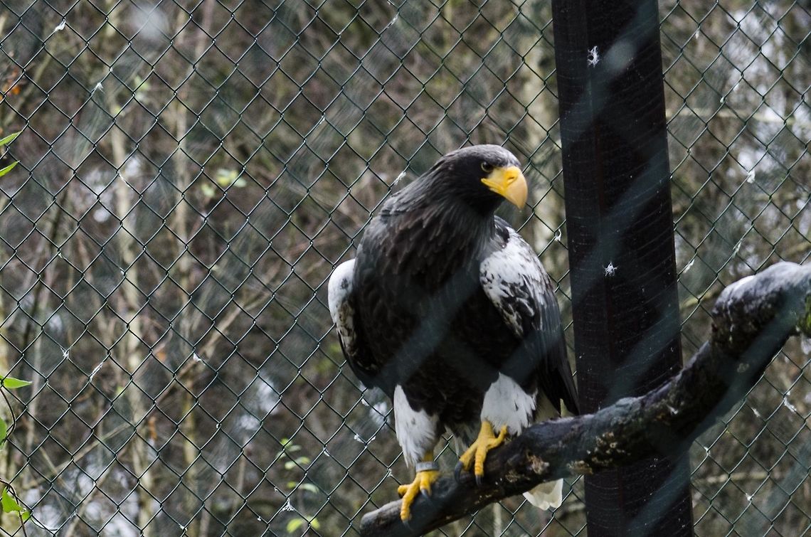 Eagle  Geotagged,Germany,Haliaeetus pelagicus,Stellers sea eagle
