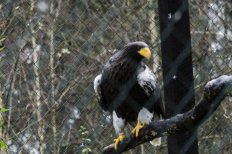 Eagle Geotagged,Germany,Haliaeetus pelagicus,Stellers sea eagle