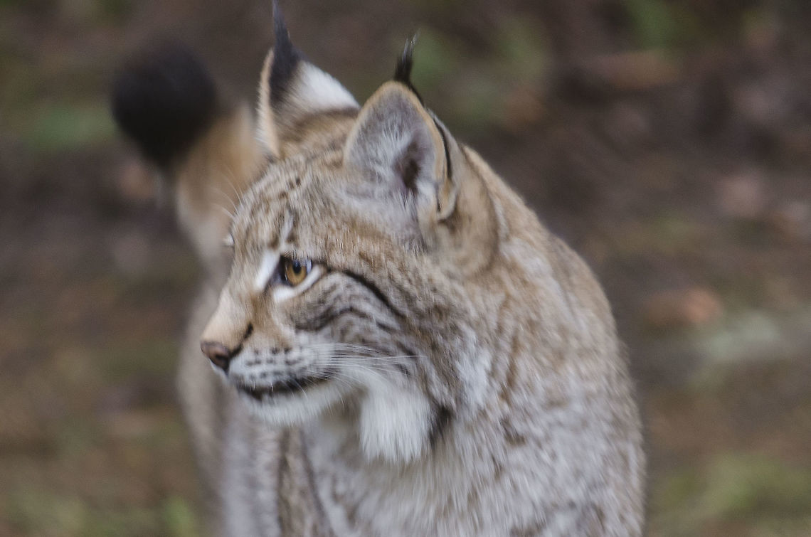 Some wild cat  Eurasian lynx,Geotagged,Germany,Lynx lynx