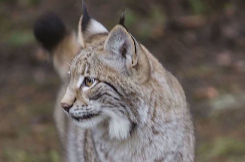 Some wild cat  Eurasian lynx,Geotagged,Germany,Lynx lynx