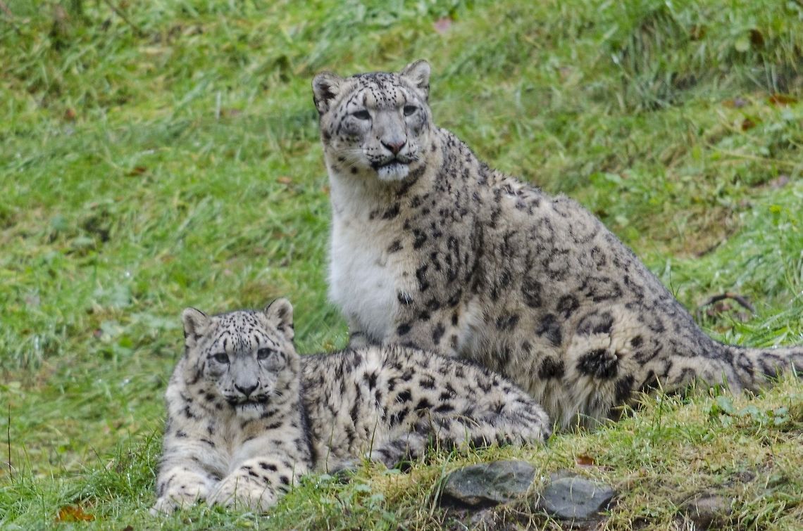 Snow Leopard  Geotagged,Germany,Snow leopard,Uncia uncia