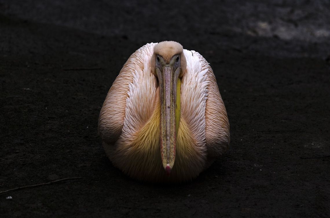 Pink-backed pelican  Geotagged,Germany,Great white pelican,Pelecanus onocrotalus