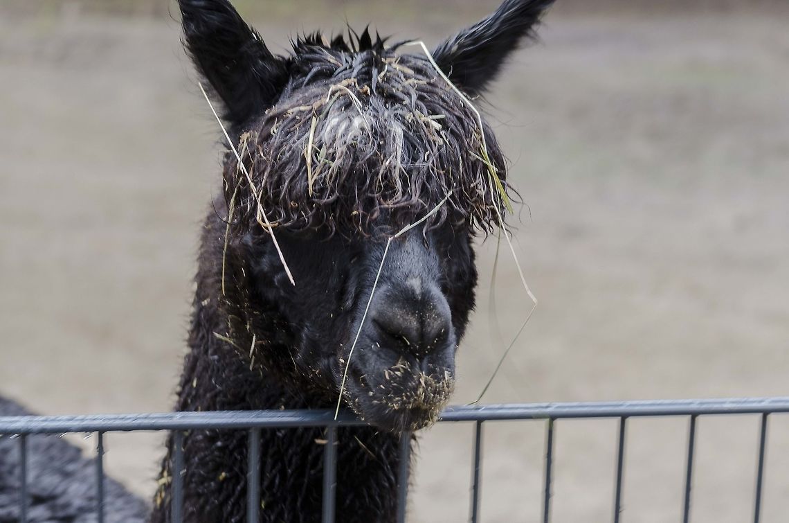Llama I like its hair style Geotagged,Germany,Lama glama,Llama