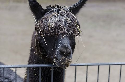 Llama I like its hair style Geotagged,Germany,Lama glama,Llama
