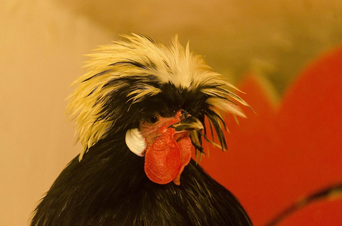 Silver Laced Polish cock  Domestic Chicken,Gallus gallus,Gallus gallus var. domesticus,Geotagged,Germany,Red junglefowl