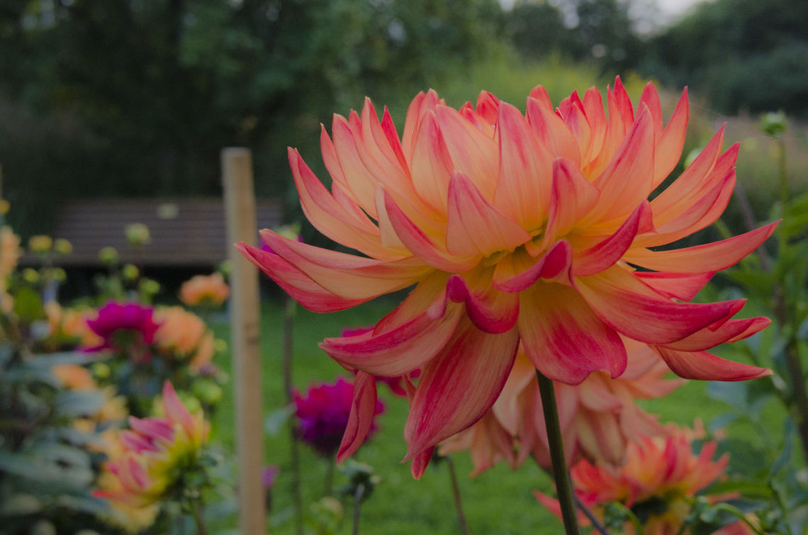 Red orange flower  Dahlia pinnata,Garden Dahlia,Geotagged,Germany