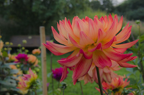 Red orange flower  Dahlia pinnata,Garden Dahlia,Geotagged,Germany
