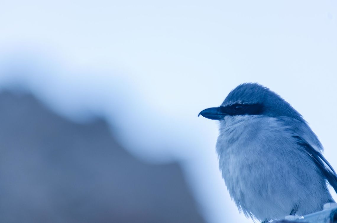 Southern Grey Shrike  Fall,Geotagged,Lanius meridionalis,Southern Grey Shrike,Spain
