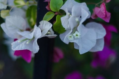 Bougainvillea  Bougainvillea glabra,Fall,Geotagged,Lesser bougainvillea,Spain