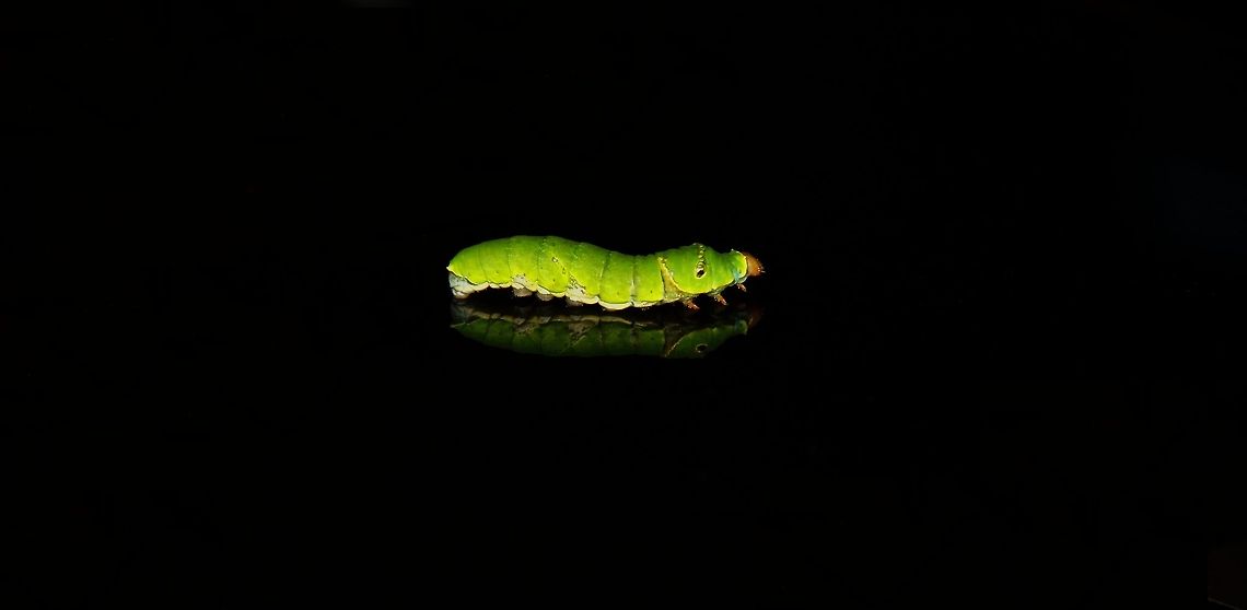 The green Pie A cute,silent creature of god  Common Mormon,Papilio polytes,caterpillar,creature,green,silent