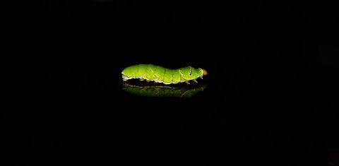 The green Pie A cute,silent creature of god  Common Mormon,Papilio polytes,caterpillar,creature,green,silent