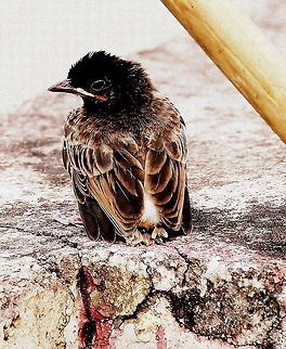 The Orphan Bird The Orphan Bird Orphan,bird,lonely