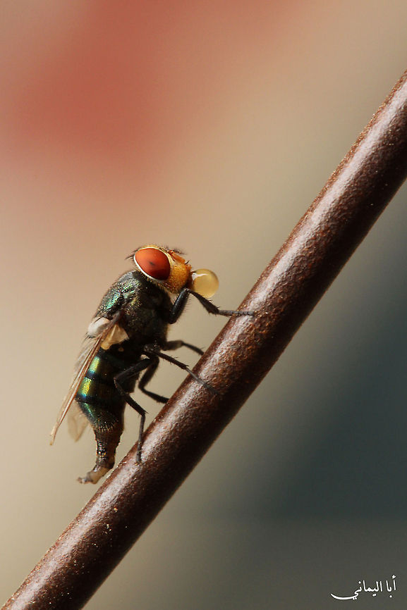 Home Fly Camera Maker: Canon<br />
Camera Model: EOS 650D<br />
Camera Lens: f 2.8 Macro 100mm USM<br />
<br />
f/11<br />
1/40 sec.<br />
ISO-800<br />
 Africa,Egypt,Fly