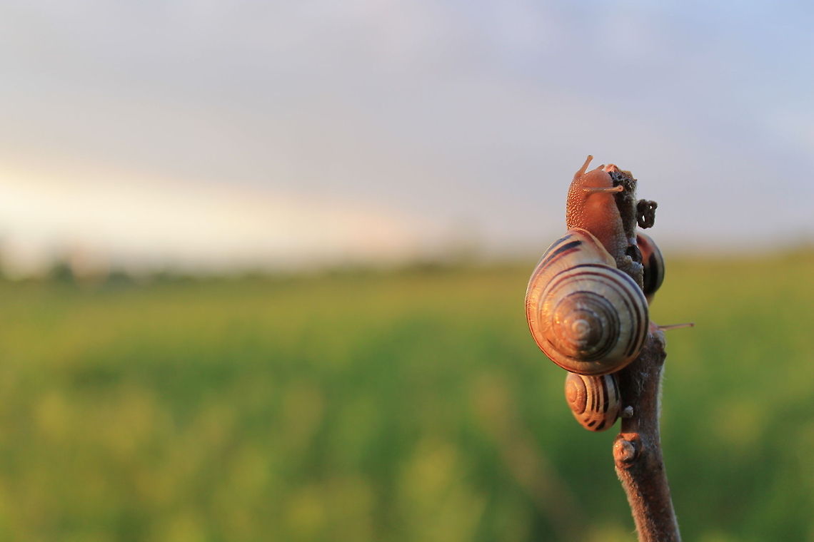 Snails on a Stick Right after a heavy rainstorm, the clouds parted giving a beautiful golden light. The snails had climbed up this stick to escape the flooded ground. Cepaea hortensis,Snails,White-lipped snail,field,golden hour,insects,ontario,rain