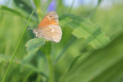 Butterfly  Coenonympha tullia,Large Heath or Common Ringlet,hairy,insect,orange