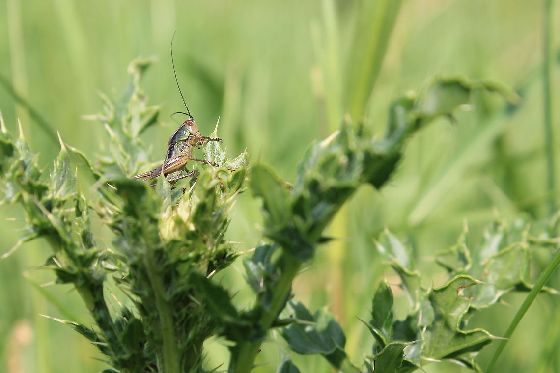 Grass Hopper He is the king of the thistles Grasshopper,insect,thistle