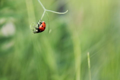 Clinging Lady Bug  Coccinella septempunctata,Coccinellidae,Seven-spot ladybird,bug,insect,lady bird,lady bug,red
