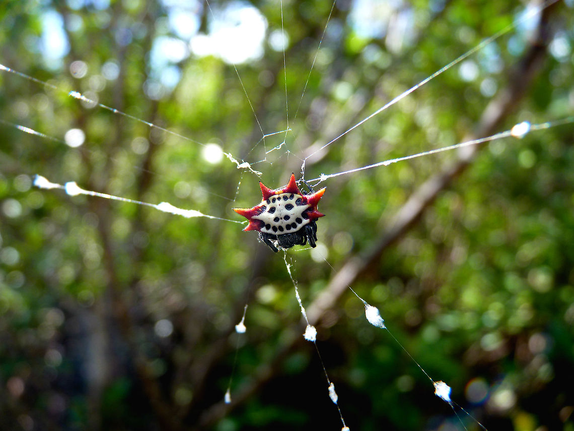 Spiny Orange Orb-Weaver Spider While on a photowalk in Florida, I found this little guy. He was so small that I only noticed the smiley face on his back when I looked at the pictures I took! Gasteracantha cancriformis,Geotagged,United States,bug,florida,forest,natural park,spider