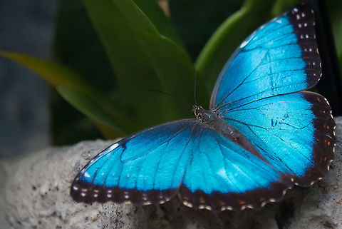 Blue Morpho closeup  Animal,Butterfly,Helenor Morpho,Insect,Macro,Morpho helenor