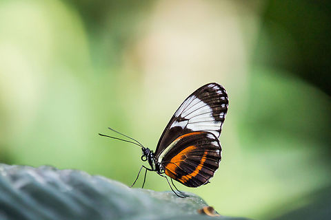 Cydno Longwing Taken at a butterfly conservatory in Cambridge, ON. Animal,Butterfly,Cydno Longwing,Heliconius cydno,Insect,Macro